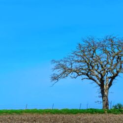 Stand Alone In Glory Stand Alone In Glory