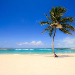 "A Typical Beach Palm"